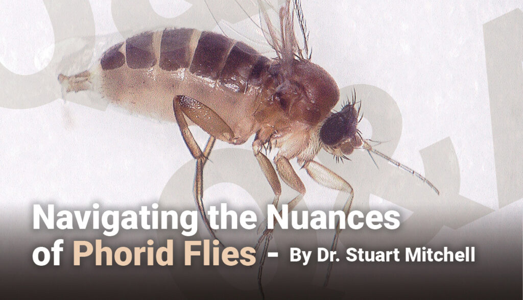 Phoring Insect Navigating the Nuances of Phorid Flies - PestWest LLC USA