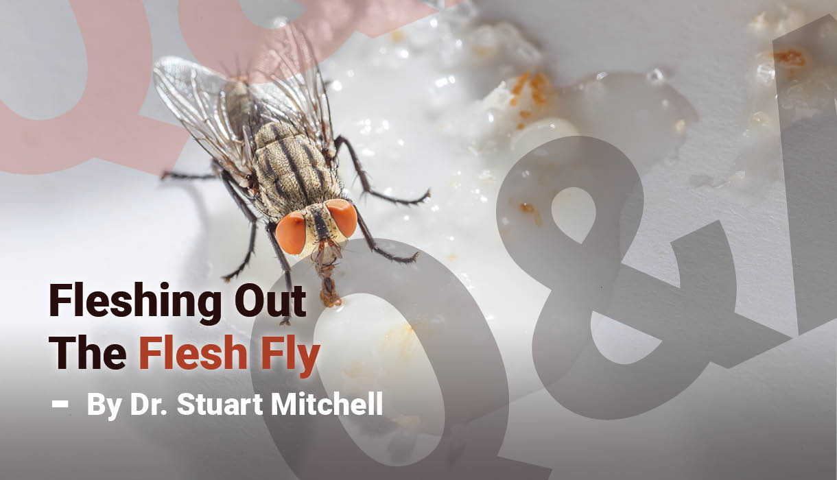 Fleshing Out the Flesh Fly