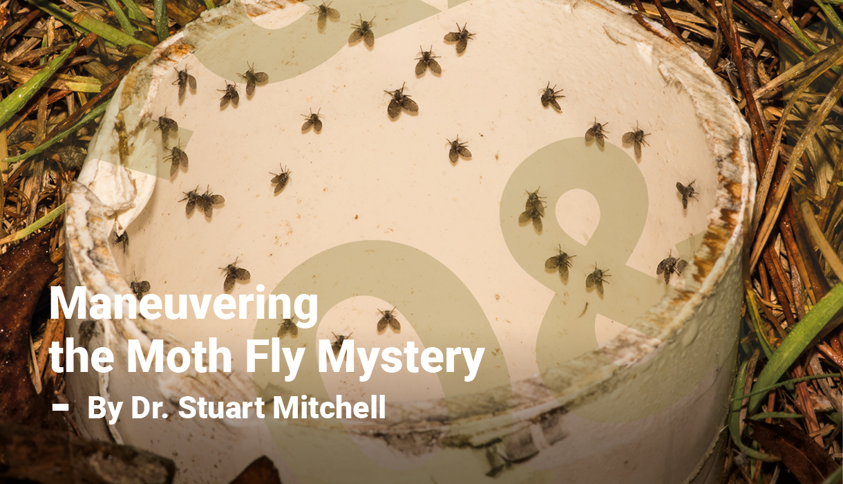 Maneuvering the Moth Fly Mystery