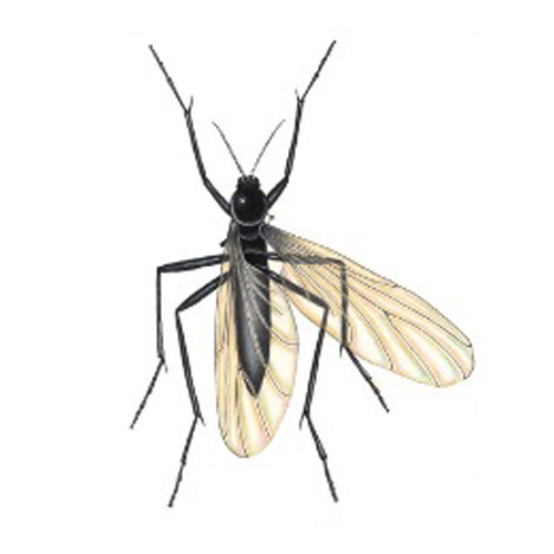 Fungus Gnat (FG)