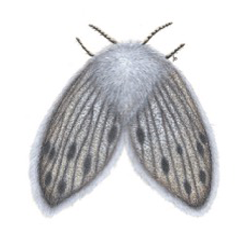 Moth Fly (MF)