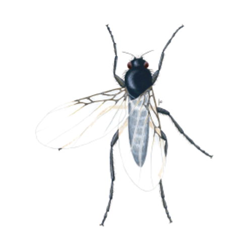 Phorid Fly (PF)