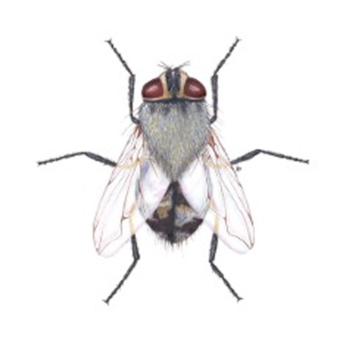 Cluster Fly (CF)