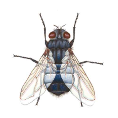 Blow Fly & Bottle Fly