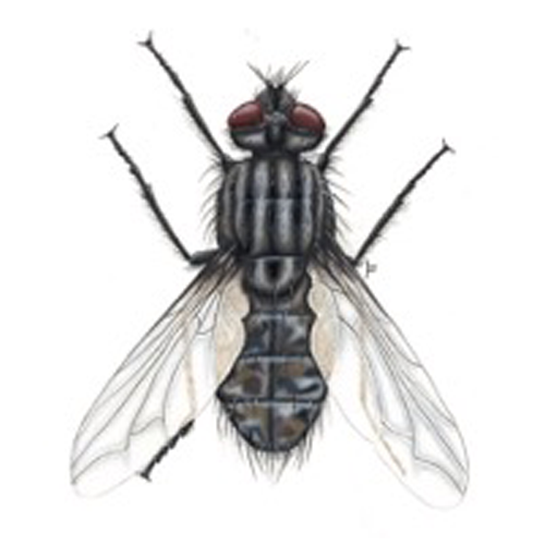 Flesh Fly (FF)