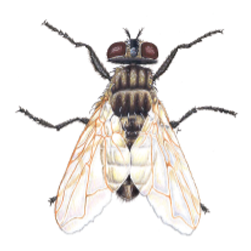 House Fly (HF)